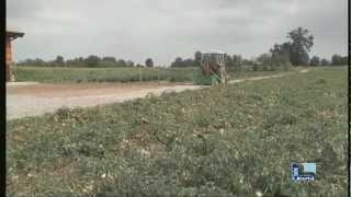 SICCITA': AGRICOLTURA IN GINOCCHIO