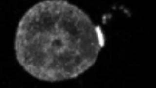 3D Video images of HIV transfer between T cells through virological synapses