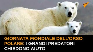 Giornata mondiale dell’orso polare: i grandi predatori chiedono aiuto