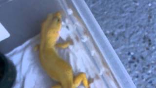 Full Reptile Update 2012