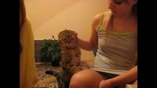 Погладь кота