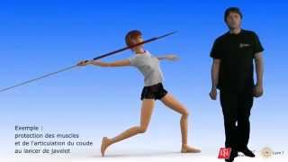 Réflexe myotatique (vidéo sonorisée)
