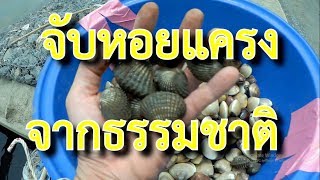 จับหอยแครงจากแหล่งน้ำธรรมชาติ EP.2 โดยรัตบางนา [ช่วงรัตบางนาพาเที่ยว]