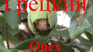 Грецкий орех лучшая пища сыроеда ;)