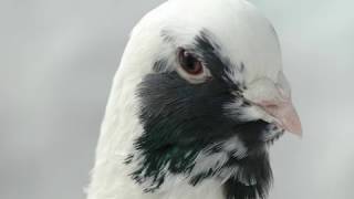 Dewlap Pigeon breeds Adana wammen tauben Güvercinleri
