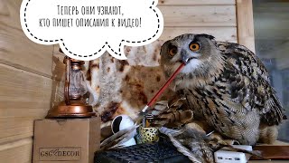 Сова филин Ёль нашла чужие перья и пытается делать с ними всякое, пока никто не видит