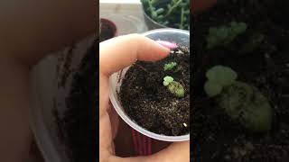 Седум. Суккулент. Размножение седума листом. Размножение суккулента листом. Succulents