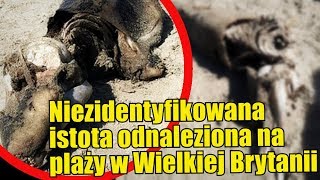 Na plaży w Wielkiej Brytanii odnaleziono tajemnicze stworzenie!