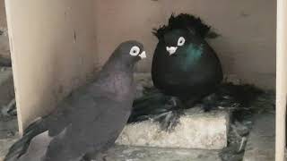 20.07.19. Голуби в гостях у Володи. Pigeons visiting Volodya.