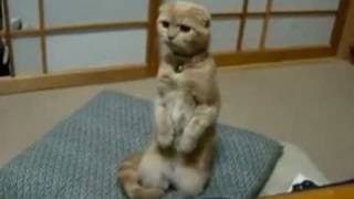 Funny Cats - Смешные кошки - Лучшие коты 2010 года