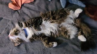 Когда сова испортила котику всё лежание