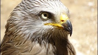 Le Milan Noir  -   Le Jardin aux Oiseaux  -  Upie  (Drôme)