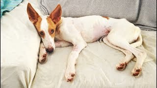 THIS DOG IS A LITTLE DEVIL. DON´T BELIEVE IT? WATCH!