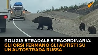 Polizia stradale straordinaria: gli #orsi fermano gli autisti su un’autostrada russa