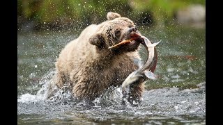Как охотится медведь гризли?