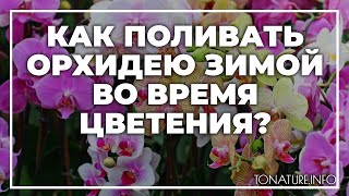 Как поливать орхидею зимой во время цветения? | toNature.Info