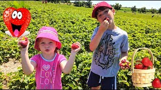 Собираем клубнику. Канадские фермы. Pick your own strawberries.