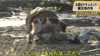 Dog watches over injured dog friend after tsunami hit