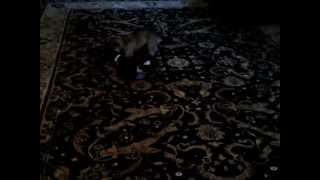 VID 20120915 00023