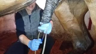 BoldiVetTV: Urinary Bladder Catheterisation