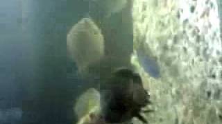 Ciclido Oscar Vs Guppy