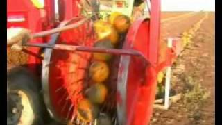Kürbisernte - Der Landwirt schafft - lws18 -Der-Pflasterhans