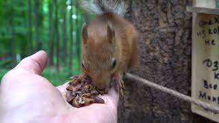 Забежал Тот Самый бельчонок / The squirrel Came Running