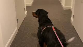 Scent Training with Chichi. Bernese mountain dog
