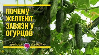 ПОЧЕМУ ЖЕЛТЕЮТ ЗАВЯЗИ У ОГУРЦОВ В ТЕПЛИЦЕ