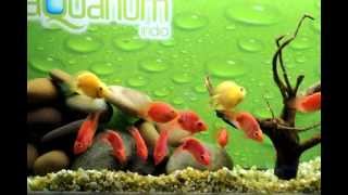 parrot fish wall mounted aquarium by www.aquariumindia.com