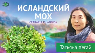 Исландский мох. Травничество. Татьяна Хегай