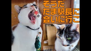 たま駅長に会う観光vlog 和歌山電鉄貴志川線 #猫 #CAT #ネコノミクス