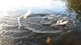 сентябрь 2012г  съедобка от Pontoon21 014