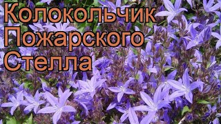 Колокольчик пожарского Стелла (campanula stella) ? обзор: как сажать, рассада колокольчика Стелла