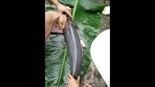 Làm thịt Cá sấu hỏa tiễn cù lần nhất vịnh bắc bộ.