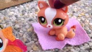 Une vie d'amoureux ~ Littlest Pet Shop ~ ep 1
