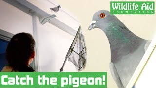 Can we catch this bird TRAPPED in a hospital?!