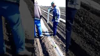 Посадка рассады пистолетом