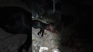 Islamic Goat Slaughter