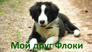 Как рос мой друг Флоки