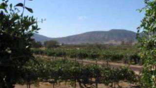 Ruta del Vino - Valle de Guadalupe