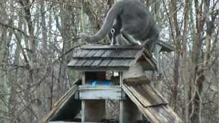 Cat vs Squirrel