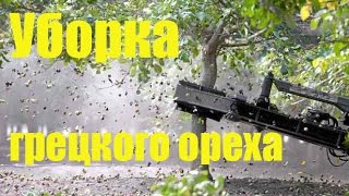 Технологический процесс переработки грецкого ореха: Уборка грецкого ореха