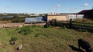 Осваивание территории при помощи свиней/ Vietnamese pigs