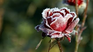 خالید ڕەشید - سەرما