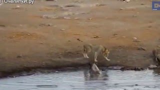 Львы против носорога......Lions vs. Rhino