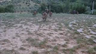 CINGHIALI SELVATICI PERICOLOSI? ? ? ? MERAVIGLIOSE CREATURE! ESSERI VIVENTI INNOCENTI E SENZIENTI