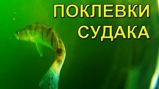 Ловля Судака на живца. Поплавочка. Рыбалка. Ловля судака на поплавок. fishing. поплавок