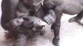 Young gorila Tatu showing interest in his little brother