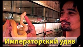 Злая змея. Angry snake